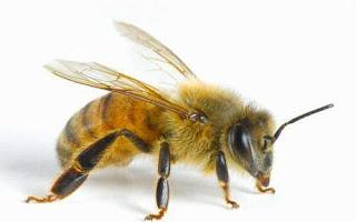 Estudio descubre que las abejas mas longevas pueden revertir el envejecimiento