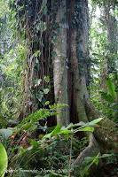 Punta Uva de Limón Punta Uva de Limón