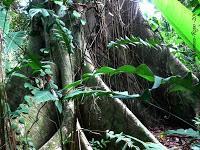 Punta Uva de Limón Punta Uva de Limón