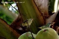 Punta Uva de Limón