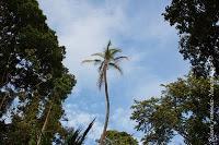 Punta Uva de Limón Punta Uva de Limón