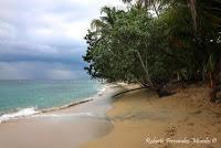 Punta Uva de Limón Punta Uva de Limón