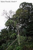 Punta Uva de Limón Punta Uva de Limón