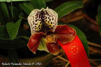 Exposición Nacional de Orquídeas 2012