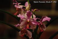 Exposición Nacional de Orquídeas 2012