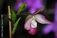 Exposición Nacional de Orquídeas 2012