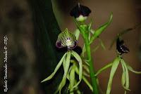 Exposición Nacional de Orquídeas 2012