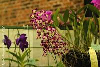 Exposición Nacional de Orquídeas 2012