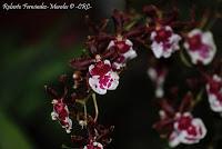 Exposición Nacional de Orquídeas 2012