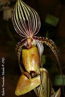 Exposición Nacional de Orquídeas 2012