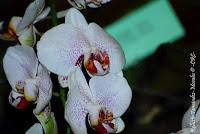 Exposición Nacional de Orquídeas 2012