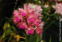 Exposición Nacional de Orquídeas 2012