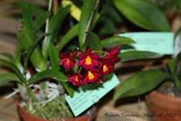 Exposición Nacional de Orquídeas 2012