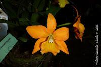 Exposición Nacional de Orquídeas 2012