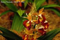 Exposición Nacional de Orquídeas 2012