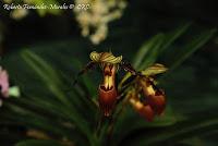 Exposición Nacional de Orquídeas 2012