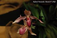 Exposición Nacional de Orquídeas 2012