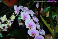 Exposición Nacional de Orquídeas 2012