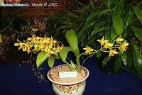 Exposición Nacional de Orquídeas 2012