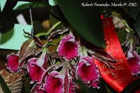 Exposición Nacional de Orquídeas 2012