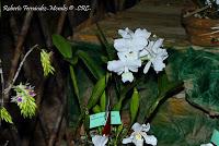 Exposición Nacional de Orquídeas 2012