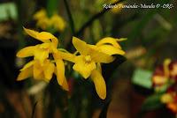 Exposición Nacional de Orquídeas 2012