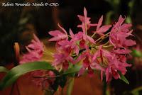 Exposición Nacional de Orquídeas 2012