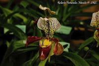 Exposición Nacional de Orquídeas 2012