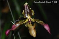 Exposición Nacional de Orquídeas 2012