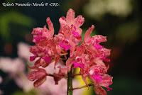 Exposición Nacional de Orquídeas 2012