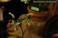 Exposición Nacional de Orquídeas 2012