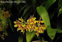 Exposición Nacional de Orquídeas 2012