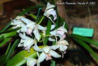 Exposición Nacional de Orquídeas 2012