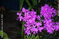 Exposición Nacional de Orquídeas 2012