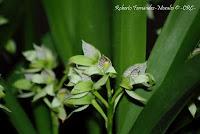 Exposición Nacional de Orquídeas 2012