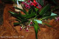 Exposición Nacional de Orquídeas 2012