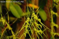 Exposición Nacional de Orquídeas 2012