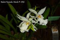 Exposición Nacional de Orquídeas 2012