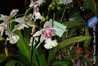 Exposición Nacional de Orquídeas 2012