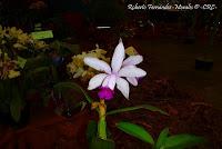 Exposición Nacional de Orquídeas 2012