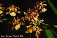 Exposición Nacional de Orquídeas 2012