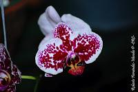 Exposición Nacional de Orquídeas 2012