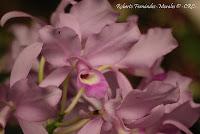 Exposición Nacional de Orquídeas 2012