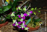 Exposición Nacional de Orquídeas 2012