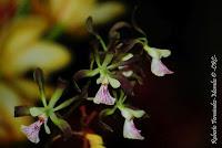 Exposición Nacional de Orquídeas 2012