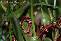 Exposición Nacional de Orquídeas 2012