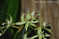 Exposición Nacional de Orquídeas 2012