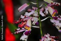 Exposición Nacional de Orquídeas 2012