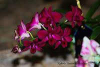 Exposición Nacional de Orquídeas 2012