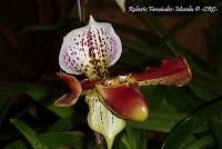 Exposición Nacional de Orquídeas 2012